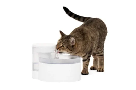 CAT WATER FOUNTAIN